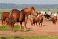 033_Biebrza - maj 2013